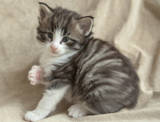 Wildfee's Norwegische Waldkatzen Wildfee's Oh Johnny - 4 Wochen alt