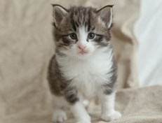 Wildfee's Norwegische Waldkatzen Wildfee's Oh Johnny - 4 Wochen alt