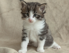 Wildfee's Norwegische Waldkatzen Wildfee's Oh Johnny - 4 Wochen alt