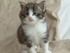 Wildfee's Norwegische Waldkatzen Wildfee's Oh Johnny - 4 Wochen alt