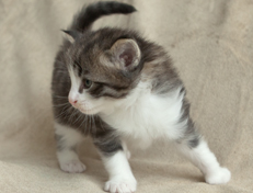 Wildfee's Norwegische Waldkatzen Wildfee's Oh Johnny - 4 Wochen alt