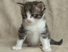 Wildfee's Norwegische Waldkatzen Wildfee's Oh Johnny - 4 Wochen alt