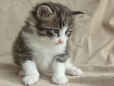 Wildfee's Norwegische Waldkatzen Wildfee's Oh Johnny - 4 Wochen alt