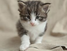 Wildfee's Norwegische Waldkatzen Wildfee's Oh Johnny - 4 Wochen alt