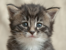 Wildfee's Norwegische Waldkatzen Wildfee's Ole Dynamit - 4 Wochen alt