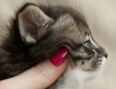 Wildfee's Norwegische Waldkatzen Wildfee's Ole Dynamit - 4 Wochen alt