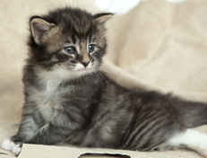 Wildfee's Norwegische Waldkatzen Wildfee's Ole Dynamit - 4 Wochen alt