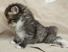 Wildfee's Norwegische Waldkatzen Wildfee's Ole Dynamit - 4 Wochen alt