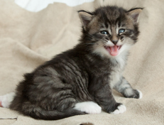 Wildfee's Norwegische Waldkatzen Wildfee's Ole Dynamit - 4 Wochen alt