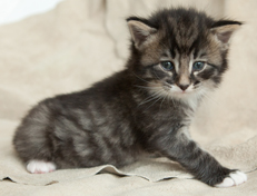 Wildfee's Norwegische Waldkatzen Wildfee's Ole Dynamit - 4 Wochen alt