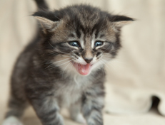 Wildfee's Norwegische Waldkatzen Wildfee's Ole Dynamit - 4 Wochen alt