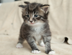 Wildfee's Norwegische Waldkatzen Wildfee's Ole Dynamit - 4 Wochen alt