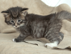 Wildfee's Norwegische Waldkatzen Wildfee's Ole Dynamit - 4 Wochen alt