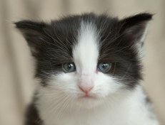 Wildfee's Norwegische Waldkatzen Wildfee's Osiris Pan - 4 Wochen alt