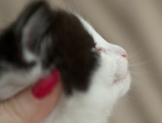 Wildfee's Norwegische Waldkatzen Wildfee's Osiris Pan - 4 Wochen alt