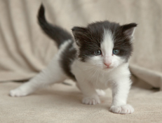 Wildfee's Norwegische Waldkatzen Wildfee's Osiris Pan - 4 Wochen alt