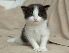 Wildfee's Norwegische Waldkatzen Wildfee's Osiris Pan - 4 Wochen alt