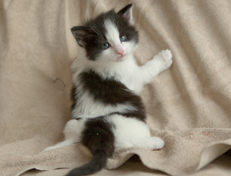 Wildfee's Norwegische Waldkatzen Wildfee's Osiris Pan - 4 Wochen alt