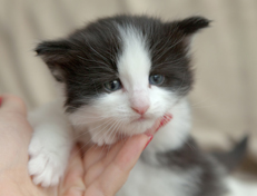 Wildfee's Norwegische Waldkatzen Wildfee's Osiris Pan - 4 Wochen alt