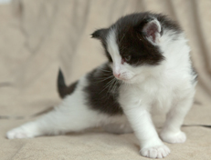 Wildfee's Norwegische Waldkatzen Wildfee's Osiris Pan - 4 Wochen alt