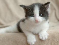 Wildfee's Norwegische Waldkatzen Wildfee's Osiris Pan - 4 Wochen alt