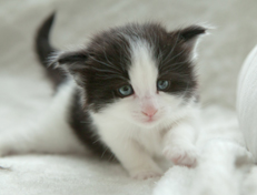 Wildfee's Norwegische Waldkatzen Wildfee's Osiris Pan - 4 Wochen alt