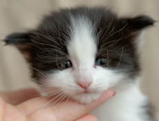 Wildfee's Norwegische Waldkatzen Wildfee's Osiris Pan - 4 Wochen alt