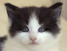 Wildfee's Norwegische Waldkatzen Wildfee's Odin Pan - 5 Wochen alt