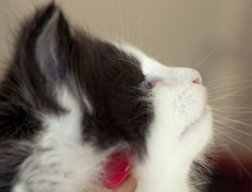 Wildfee's Norwegische Waldkatzen Wildfee's Odin Pan - 5 Wochen alt