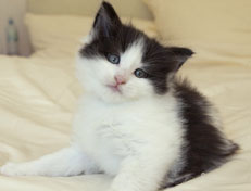 Wildfee's Norwegische Waldkatzen Wildfee's Odin Pan - 5 Wochen alt