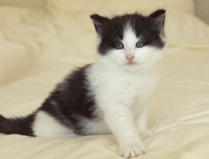 Wildfee's Norwegische Waldkatzen Wildfee's Odin Pan - 5 Wochen alt