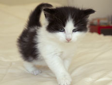 Wildfee's Norwegische Waldkatzen Wildfee's Odin Pan - 5 Wochen alt