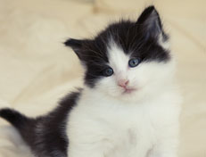 Wildfee's Norwegische Waldkatzen Wildfee's Odin Pan - 5 Wochen alt