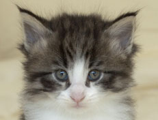 Wildfee's Norwegische Waldkatzen Wildfee's Oh Johnny - 5 Wochen alt