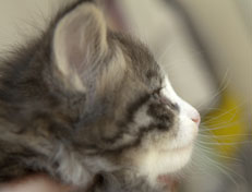 Wildfee's Norwegische Waldkatzen Wildfee's Oh Johnny - 5 Wochen alt