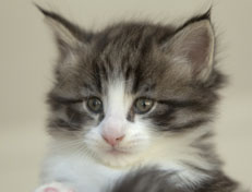 Wildfee's Norwegische Waldkatzen Wildfee's Oh Johnny - 5 Wochen alt