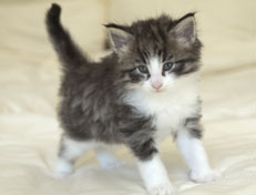 Wildfee's Norwegische Waldkatzen Wildfee's Oh Johnny - 5 Wochen alt