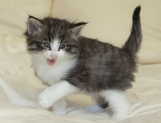 Wildfee's Norwegische Waldkatzen Wildfee's Oh Johnny - 5 Wochen alt