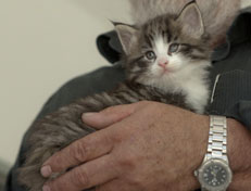 Wildfee's Norwegische Waldkatzen Wildfee's Oh Johnny - 5 Wochen alt