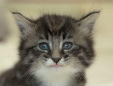 Wildfee's Norwegische Waldkatzen Wildfee's Ole Dynamit - 5 Wochen alt