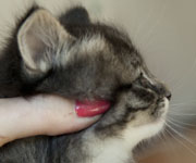 Wildfee's Norwegische Waldkatzen Wildfee's Ole Dynamit - 5 Wochen alt