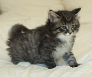 Wildfee's Norwegische Waldkatzen Wildfee's Ole Dynamit - 5 Wochen alt