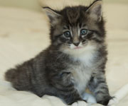 Wildfee's Norwegische Waldkatzen Wildfee's Ole Dynamit - 5 Wochen alt