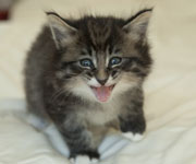 Wildfee's Norwegische Waldkatzen Wildfee's Ole Dynamit - 5 Wochen alt