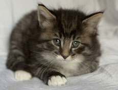 Wildfee's Norwegische Waldkatzen Wildfee's Ole Dynamit - 5 Wochen alt