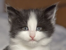 Wildfee's Norwegische Waldkatzen Wildfee's Osiris Pan - 5 Wochen alt