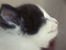 Wildfee's Norwegische Waldkatzen Wildfee's Osiris Pan - 5 Wochen alt