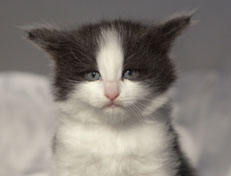 Wildfee's Norwegische Waldkatzen Wildfee's Osiris Pan - 5 Wochen alt