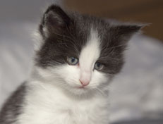 Wildfee's Norwegische Waldkatzen Wildfee's Osiris Pan - 5 Wochen alt