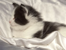 Wildfee's Norwegische Waldkatzen Wildfee's Osiris Pan - 5 Wochen alt